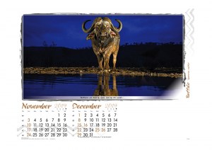 Caught In Action - 2019 - 10